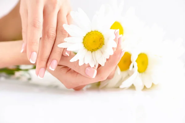 Gyönyörű Francia Manikűrözött Kezét Friss Százszorszép Virágok — Stock Fotó