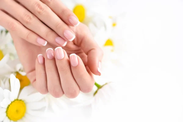 Mooie Vrouw Frans Gemanicuurde Handen Met Verse Madeliefjes Bloemen — Stockfoto