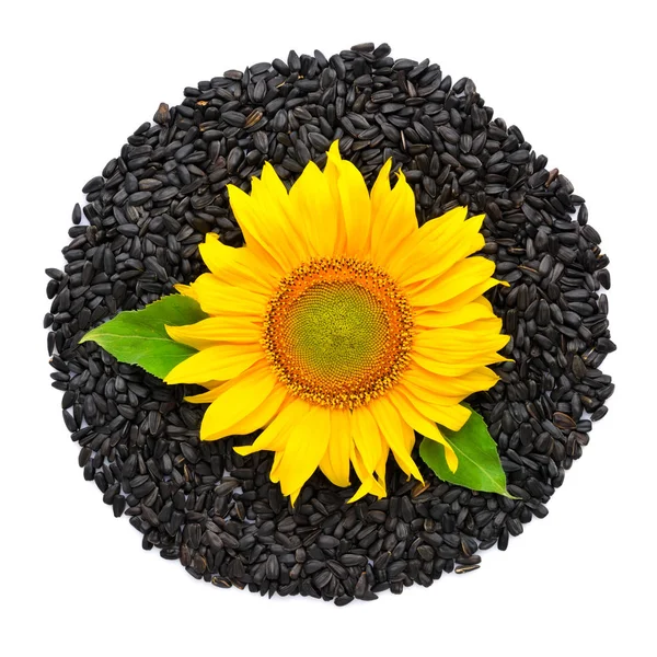 Yellow Sunflower Sunflower Seeds White Background Top View — Stock Photo, Image