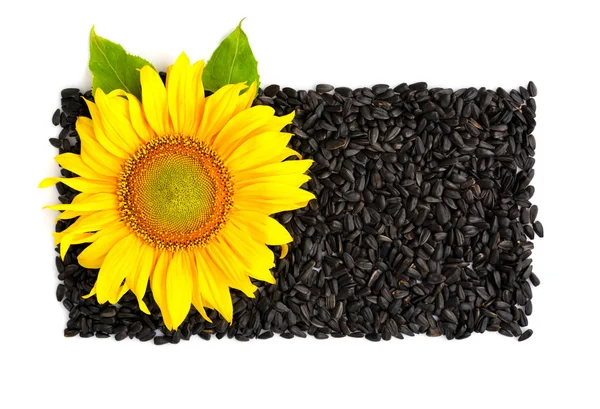 Yellow Sunflower Sunflower Seeds White Background Top View — Stock Photo, Image