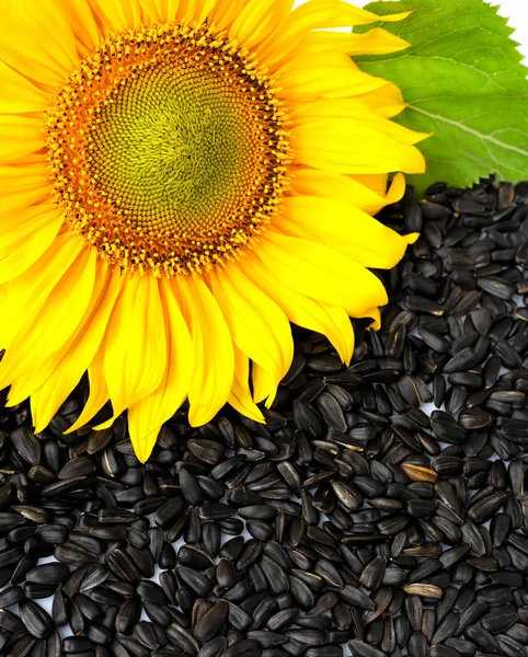 Sonnenblume Mit Kernen Ansicht Von Oben — Stockfoto