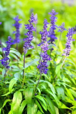 Ada çayı (salvia farinacea) Çiçekler bahçede çiçek açan mavi
