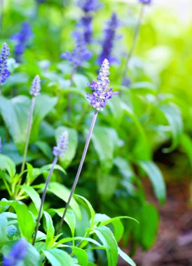 Ada çayı (salvia farinacea) Çiçekler bahçede çiçek açan mavi