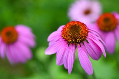 Ekinezya çiçekler (Echinacea purpurea) yeşil bir arka plana dayanır