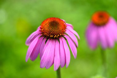 Ekinezya çiçekler (Echinacea purpurea) yeşil bir arka plana dayanır
