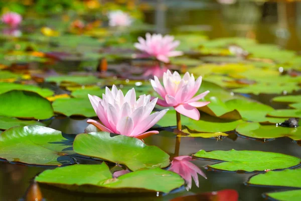 粉红色莲花盛开或池塘里的水中百合花开 — 图库照片