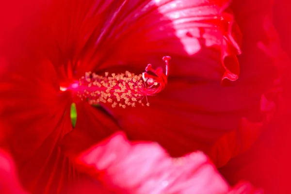 赤いハイビスカスの花のクローズ アップ ショット 全画面表示の花 自然の背景 — ストック写真