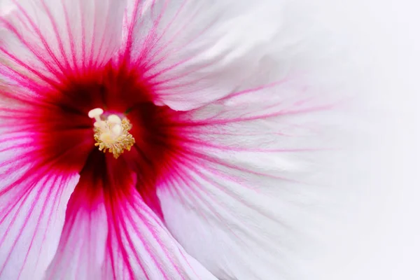ハイビスカスの花のクローズ アップ ショット 全画面表示の花 自然の背景 — ストック写真