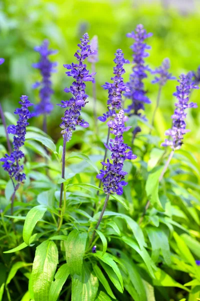 Blå Salvia Salvia Farinacea Blommor Blommar Trädgården — Stockfoto