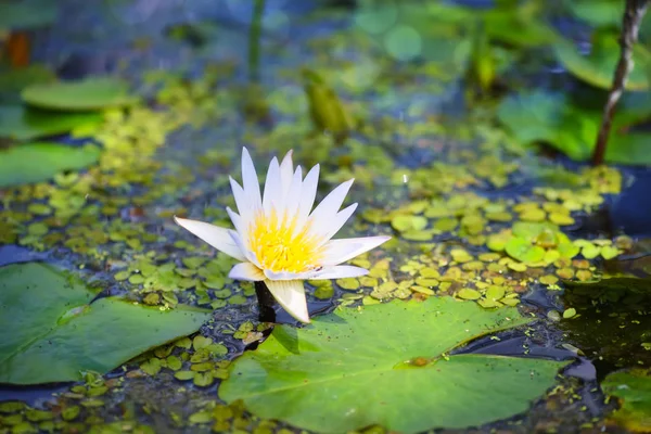 Lírio Água Branca Lagoa Nymphaea Alba — Fotografia de Stock