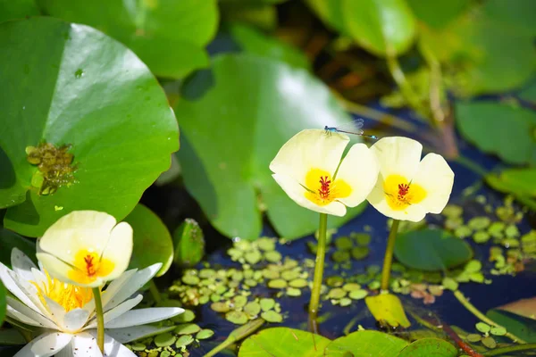 Flores Amapola Agua Hydrocleys Ninfoides — Foto de Stock