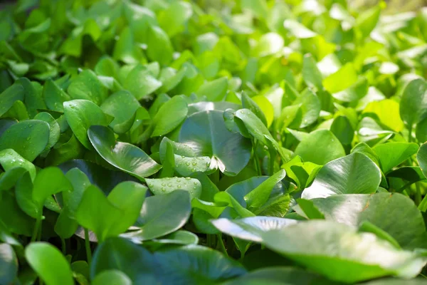 Water Hyacinth Una Especie Tropical Planta Acuática Fondo Verde Con —  Fotos de Stock