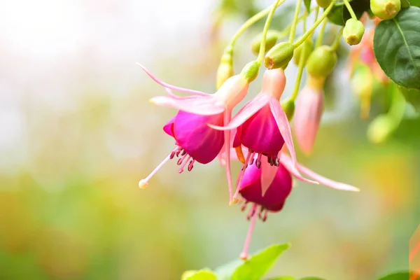 ดอกไม สวยงาม Fuchsia ในสวน นหล งธรรมชาต — ภาพถ่ายสต็อก