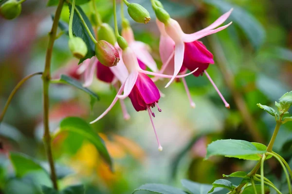 สวยงาม Fuchsia ดอกไม ในสวน — ภาพถ่ายสต็อก