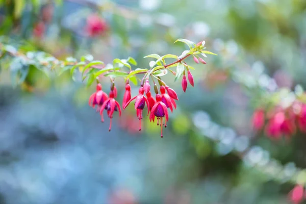 Wunderschöne Fuchsienblüten Garten Natürlicher Hintergrund — Stockfoto