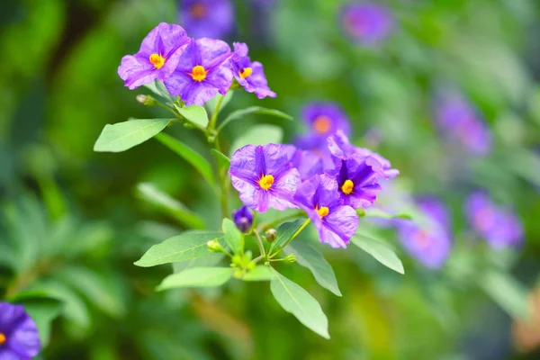 Μοβ Άνθη Του Solanum Rantonnetii Γνωστή Θάμνος Μπλε Πατάτα Lycianthes — Φωτογραφία Αρχείου