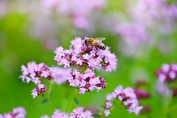 Origanum Vulgare Zioło Lecznicze Naturalne Podłoże — Zdjęcie stockowe