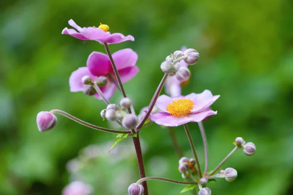 Růžový Květ Čínské Sasanky Anemone Hupehensis Zahradě — Stock fotografie