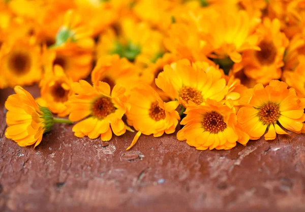 Virágok Körömvirág Calendula Officinalis Régi Barna Háttér — Stock Fotó