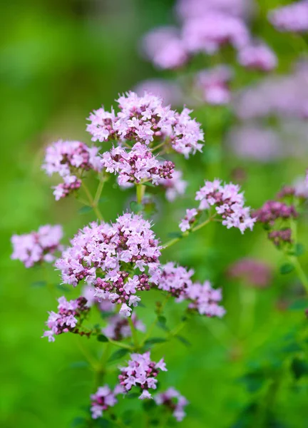 Origanum Vulgare Bylinka Přírodní Pozadí — Stock fotografie