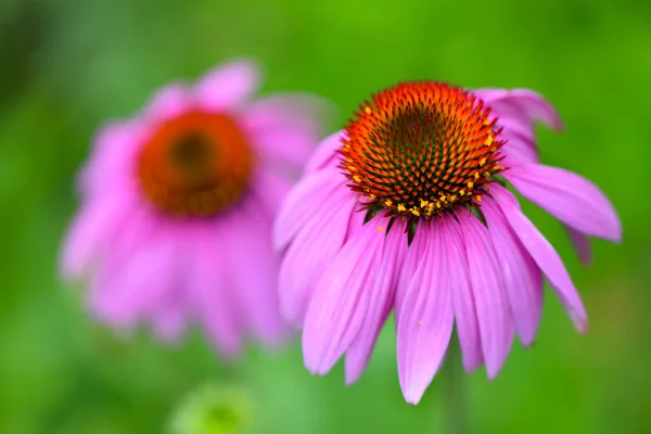 Echinacea Virágok Echinacea Purpurea Zöld Háttér — Stock Fotó