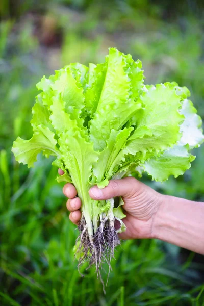Salada Fresca Nas Mãos Agricultor Colhendo Salada Fresca Horta — Fotografia de Stock