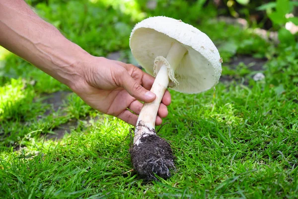 Fresh Field Mushroom Agaricus Arvensis Hand — Stock Photo, Image