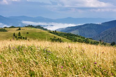 Karpat Dağları güneşli sabah sis Vadisi ile. Ukrayna, Europe.