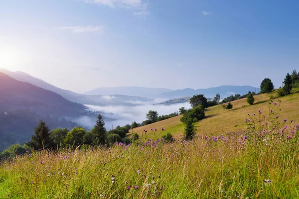 Fantastic Foggy Morning Bright Grass Sunlight Carpathian Ukraine Europe — Stock Photo, Image