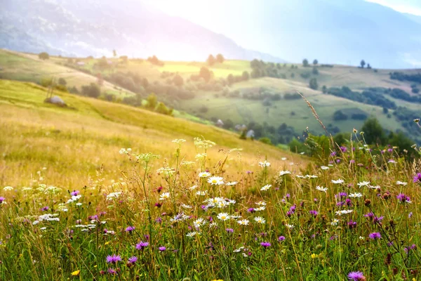 Beautiful Summer Sunrise Carpathian Mountains Ukraine Europe — Stock Photo, Image