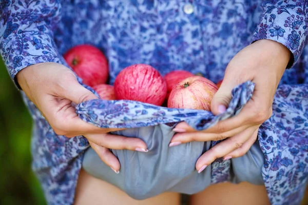 Žena Drží Jablka Dívka Modrých Šatech Sklizeň Zahradě Červené Zralé — Stock fotografie