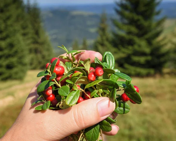 Kvinnlig Hand Med Skägglav Kvistar Med Bär Och Blad Bergen — Stockfoto