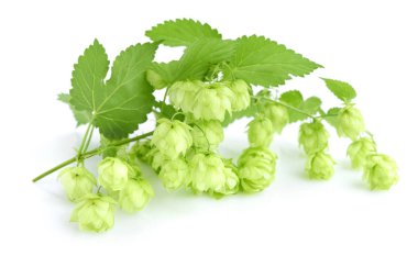 Beyaz arka plan üzerinde izole taze yeşil hop şube (şerbetçi),