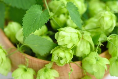 Taze yeşil hop koniler (şerbetçi) portre
