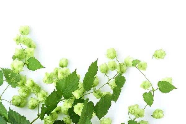 Ramo Lúpulo Verde Fresco Humulus Isolado Sobre Fundo Branco — Fotografia de Stock