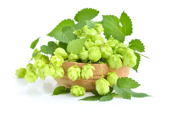 Hopfenzapfen Humulus Auf Einer Holzschale Isoliert Auf Weißem Hintergrund — Stockfoto