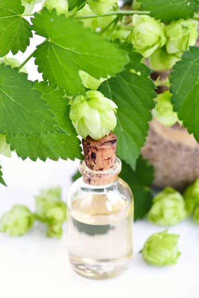 Humle Humulus Med Läkemedel Växtextrakt Glasflaska Isolerad Vit Bakgrund — Stockfoto