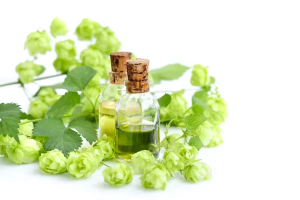 Свежий Зеленый Хмель Ветви Humulus Лекарственным Растительным Экстрактом Стеклянных Бутылках — стоковое фото