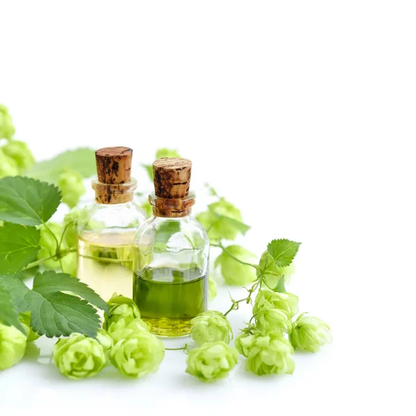 Fresh Green Hop Branch Humulus Medicinal Plant Extract Glass Bottles — Stock Photo, Image