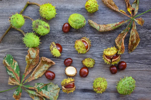 Châtaignier Aux Feuilles Sèches Sur Fond Vieux Bois Vue Dessus — Photo