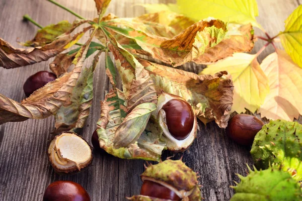 Kastanien Mit Trockenen Blättern Sonnenschein Auf Altem Holzgrund — Stockfoto
