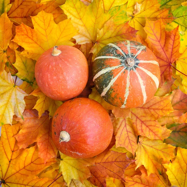 Pompoenen Achtergrond Van Herfst Esdoorn Bladeren Bovenaanzicht — Stockfoto