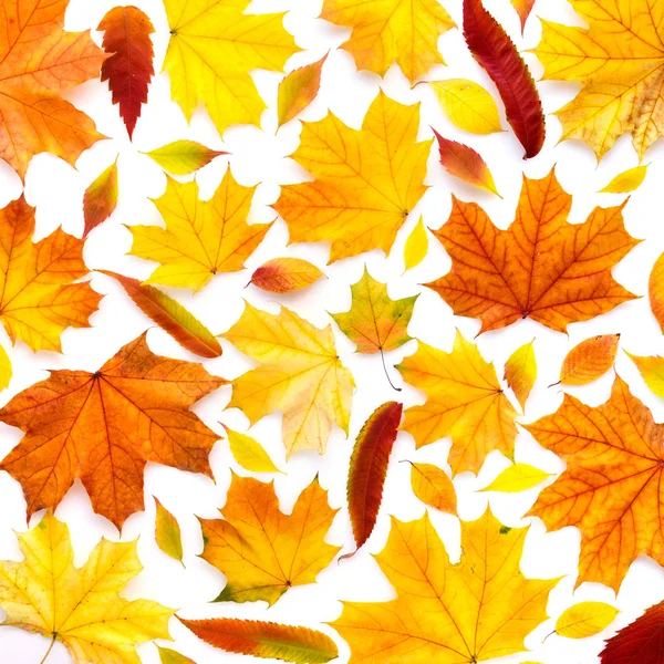 Colorful Autumn Leaves White Background Top View — Stock Photo, Image