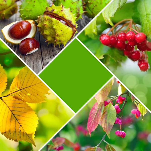 Herbst Kreative Collage Von Fotos Herbstkonzept Mit Zentraler Hauptfarbe — Stockfoto