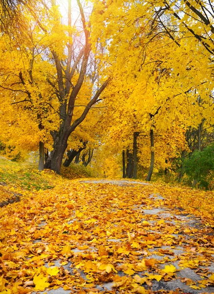 Hermoso Callejón Romántico Parque Con Árboles Hojas Colores Paisaje Otoñal —  Fotos de Stock