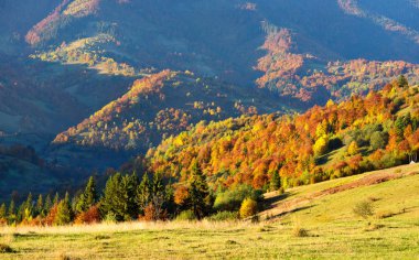 Sabahları parlak ağaçları ile ışık güzel sonbahar dağ manzarası