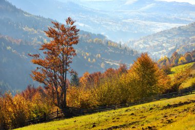 Sabahları parlak ağaçları ile ışık güzel sonbahar dağ manzarası