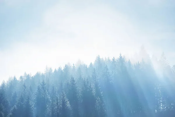 Forêt Épinettes Avec Brouillard Dense Rayons Soleil Aube Matin Automne — Photo