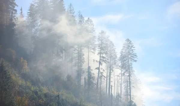 Las Świerkowy Gęstej Mgły Promieniami Słońca Świcie Jesienny Poranek Górach — Zdjęcie stockowe