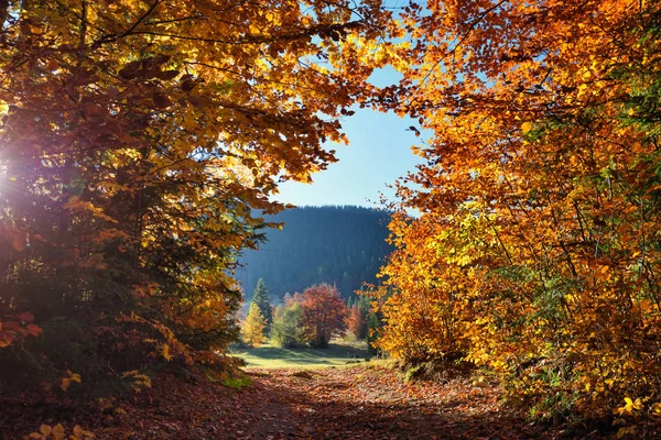 Krásné Podzimní Světle Krajina Slunce Prosvítající Mezi Stromy — Stock fotografie